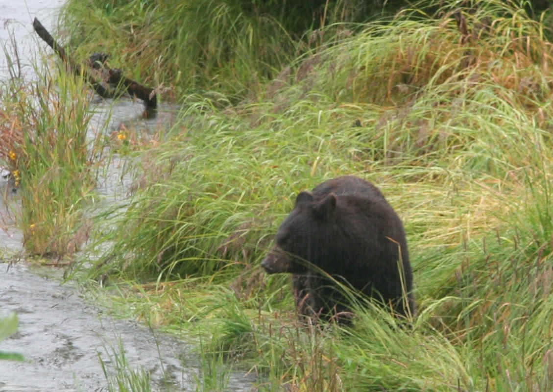 Black Bear Near Mendenhall Glacier